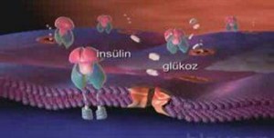 insulin-direnci